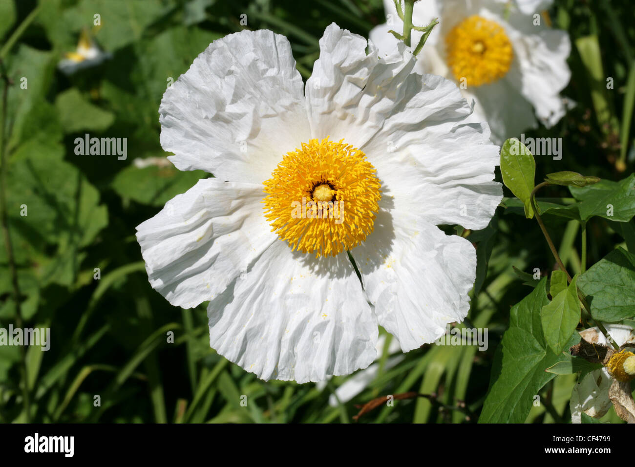 Californian Tree Poppy, Matilija or Coulter's Matilija Poppy, Romneya coulteri, Papaveraceae. Syn. Romneya trichocalyx. Stock Photo