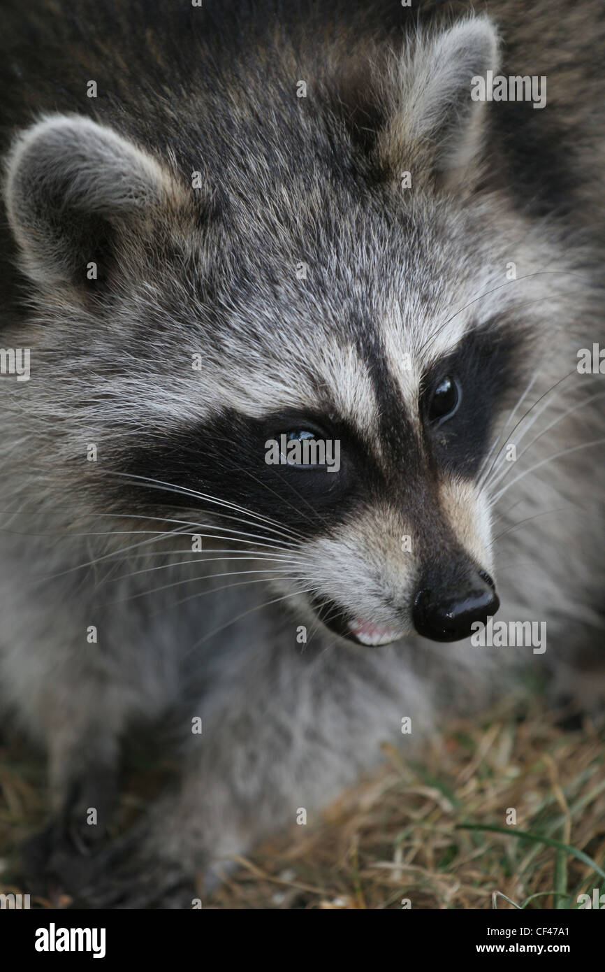 raccoon in garden ohio Stock Photo - Alamy