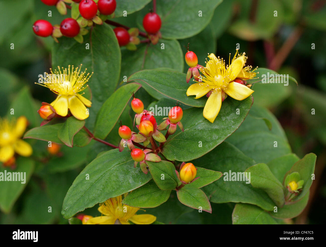 Tutsan, Hypericum androsaemum, Clusiaceae (Guttiferae). Europe. Stock Photo
