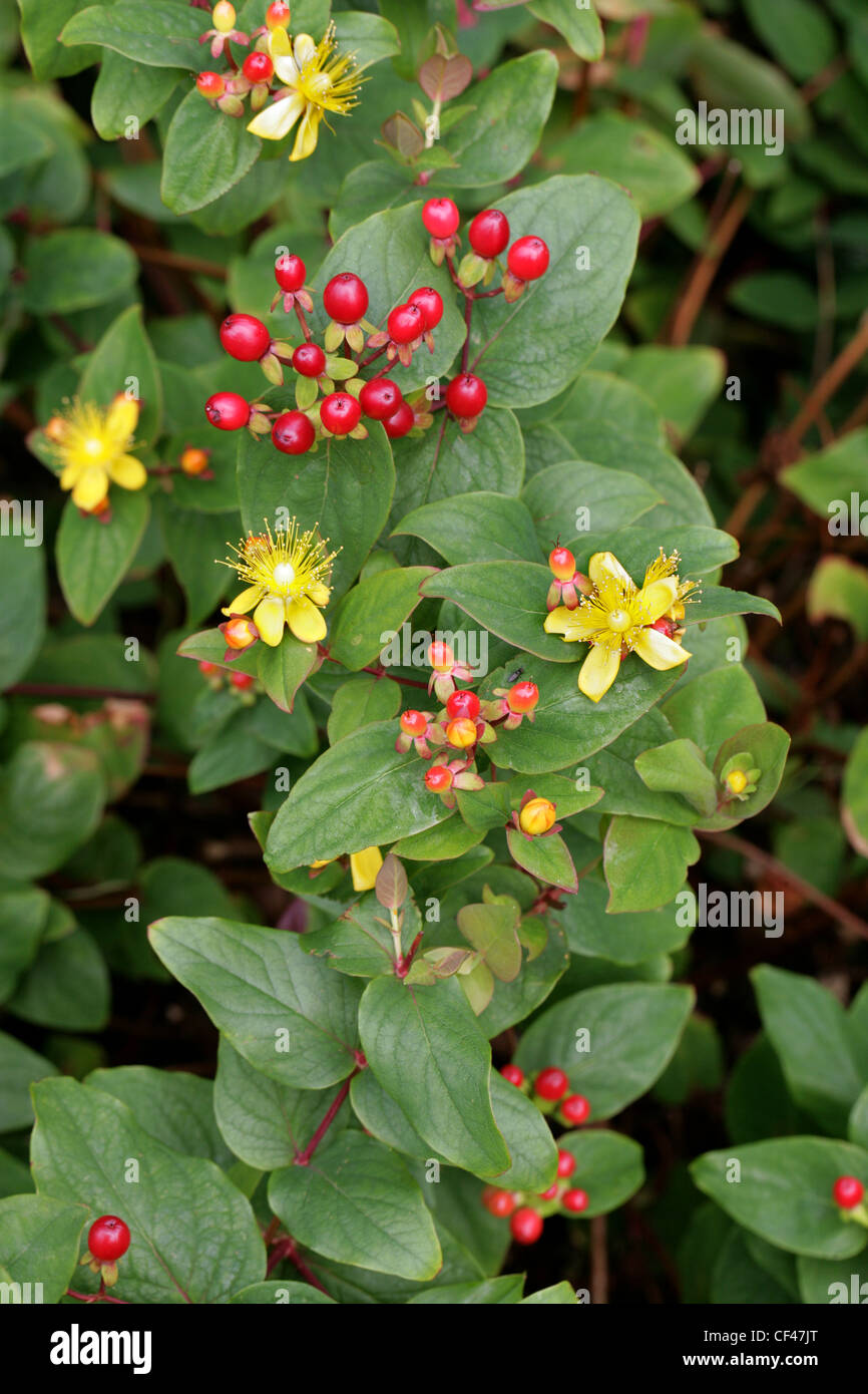 Tutsan, Hypericum androsaemum, Clusiaceae (Guttiferae). Europe. Stock Photo