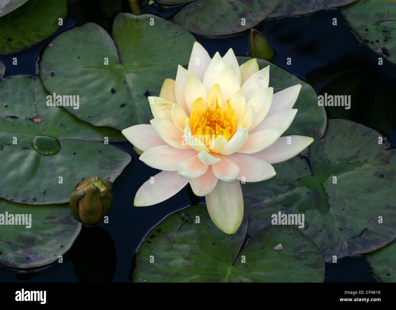 Innerlight Hardy Yellow Water Lily, Nymphaea 'Inner Light', Nymphaeaceae. Stock Photo