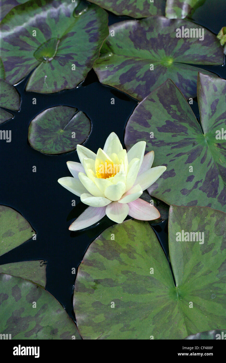Hardy Water Lily, Nymphaea x marliacea 'Chromatella', Nymphaeaceae. Stock Photo