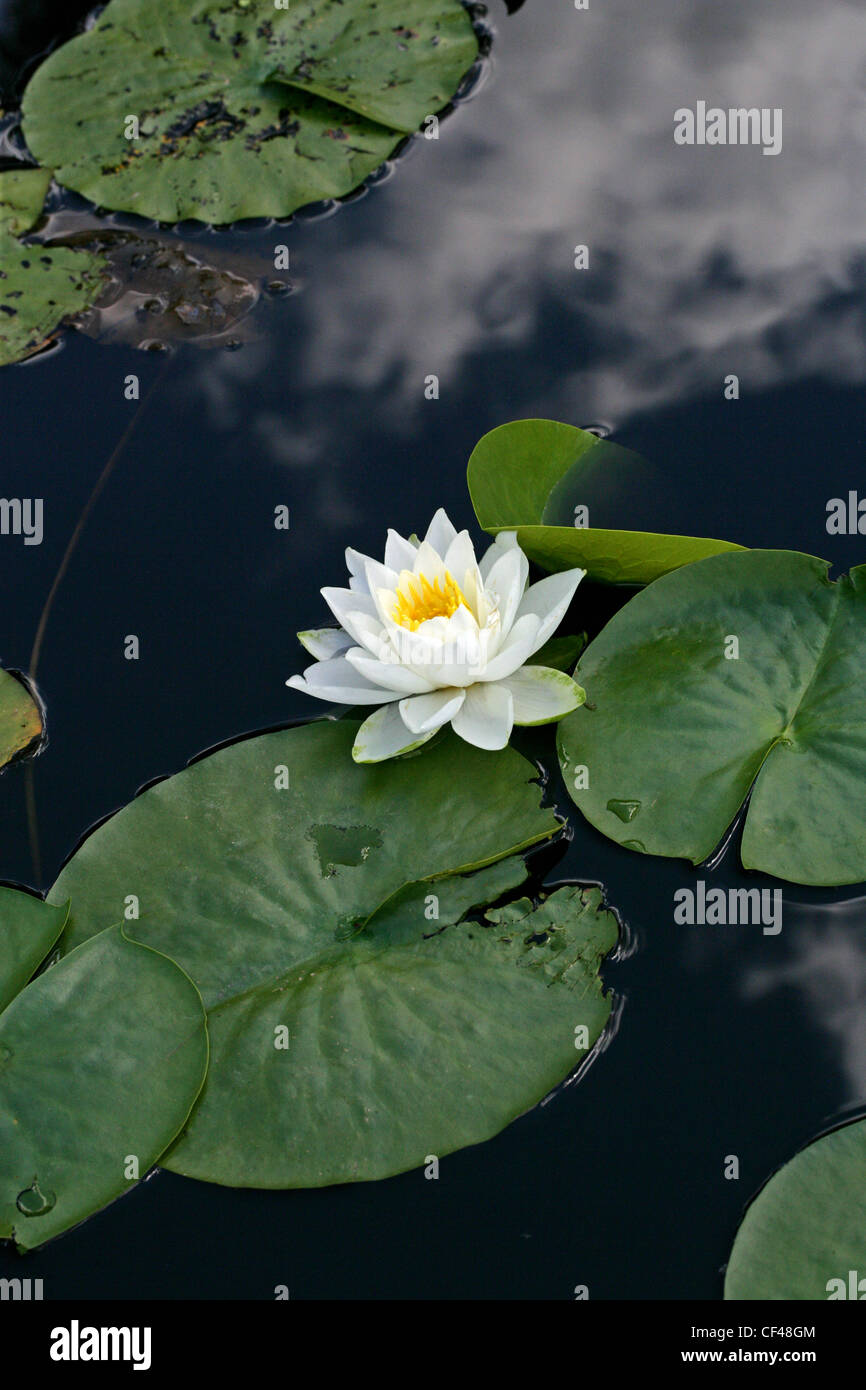 Fragrant Waterlily, Nymphaea odorata, Nymphaeaceae. South East USA. Stock Photo