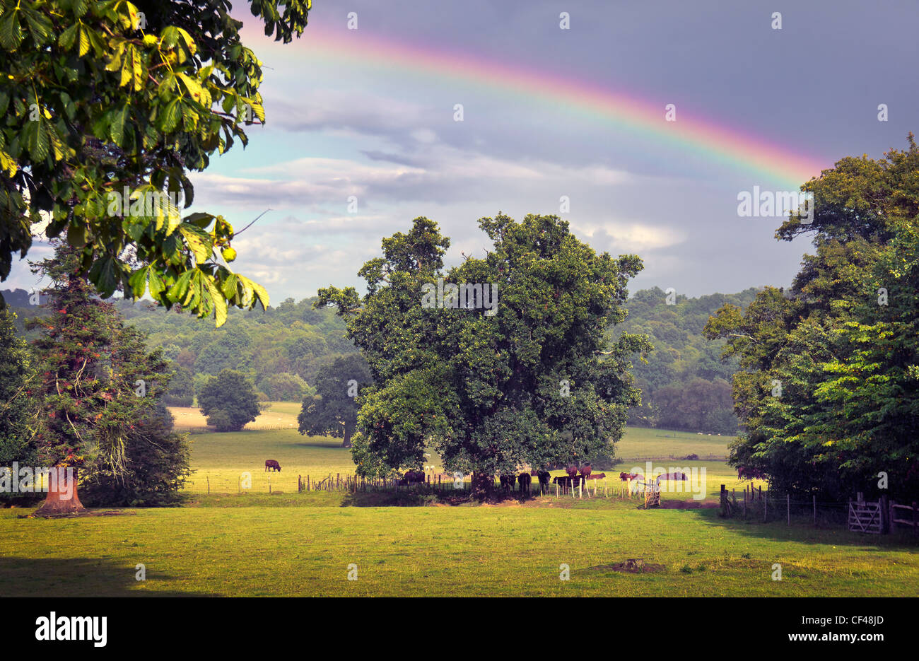 A rainbow stretching over cattle grazing in the Kent countryside. Stock Photo