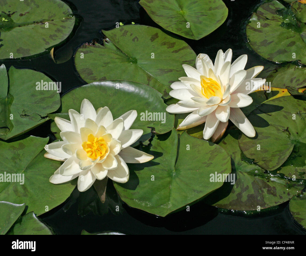 Hardy Water Lily, Nymphaea 'Denver', Nymphaeaceae. Stock Photo