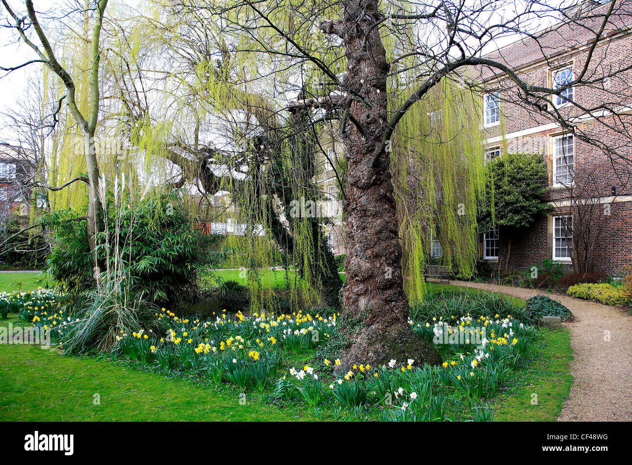 Spring Daffodil Flowers Chapman S Gardens Emmanuel College Stock