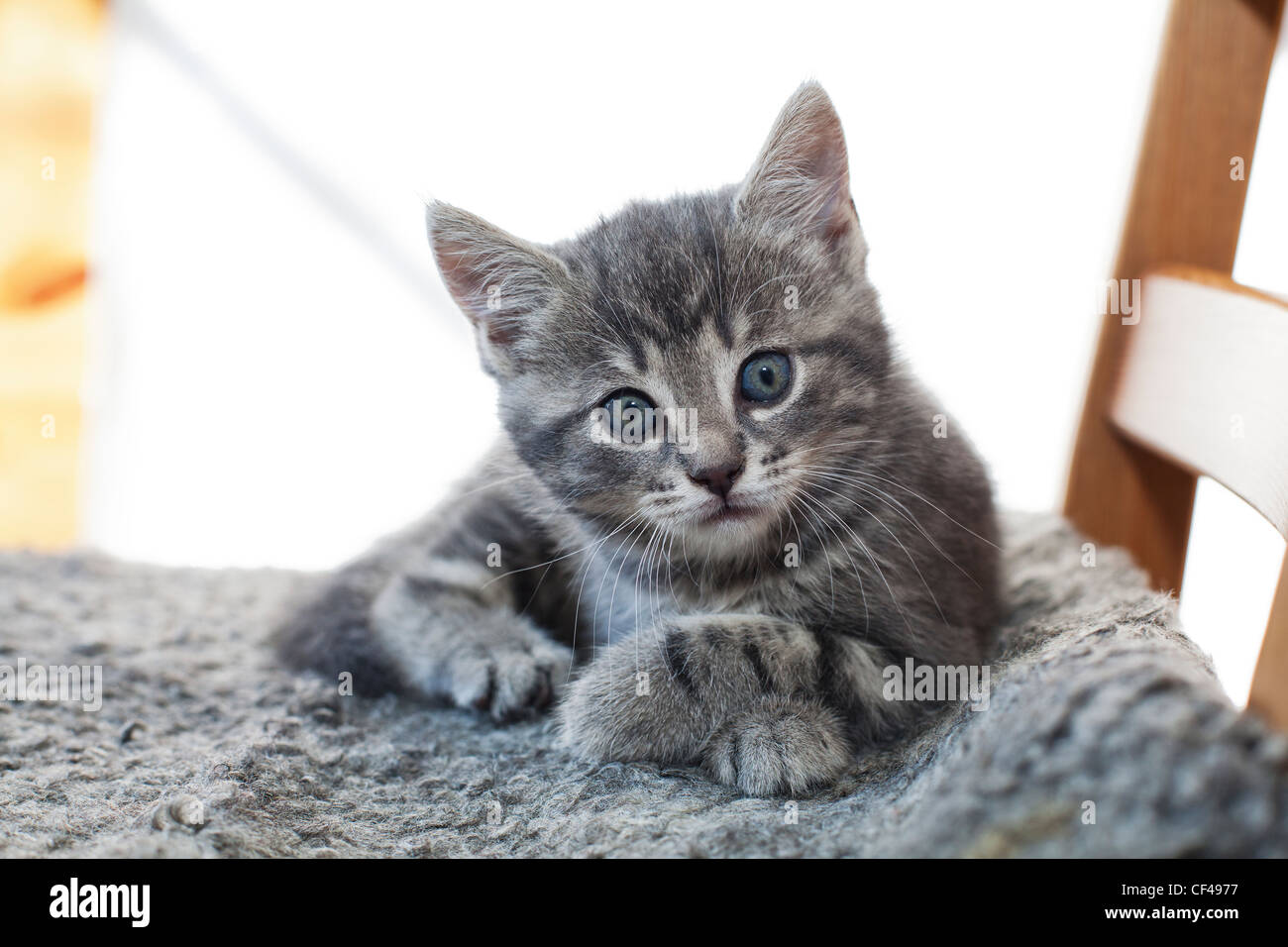 one gray kitten laying on a chair Stock Photo