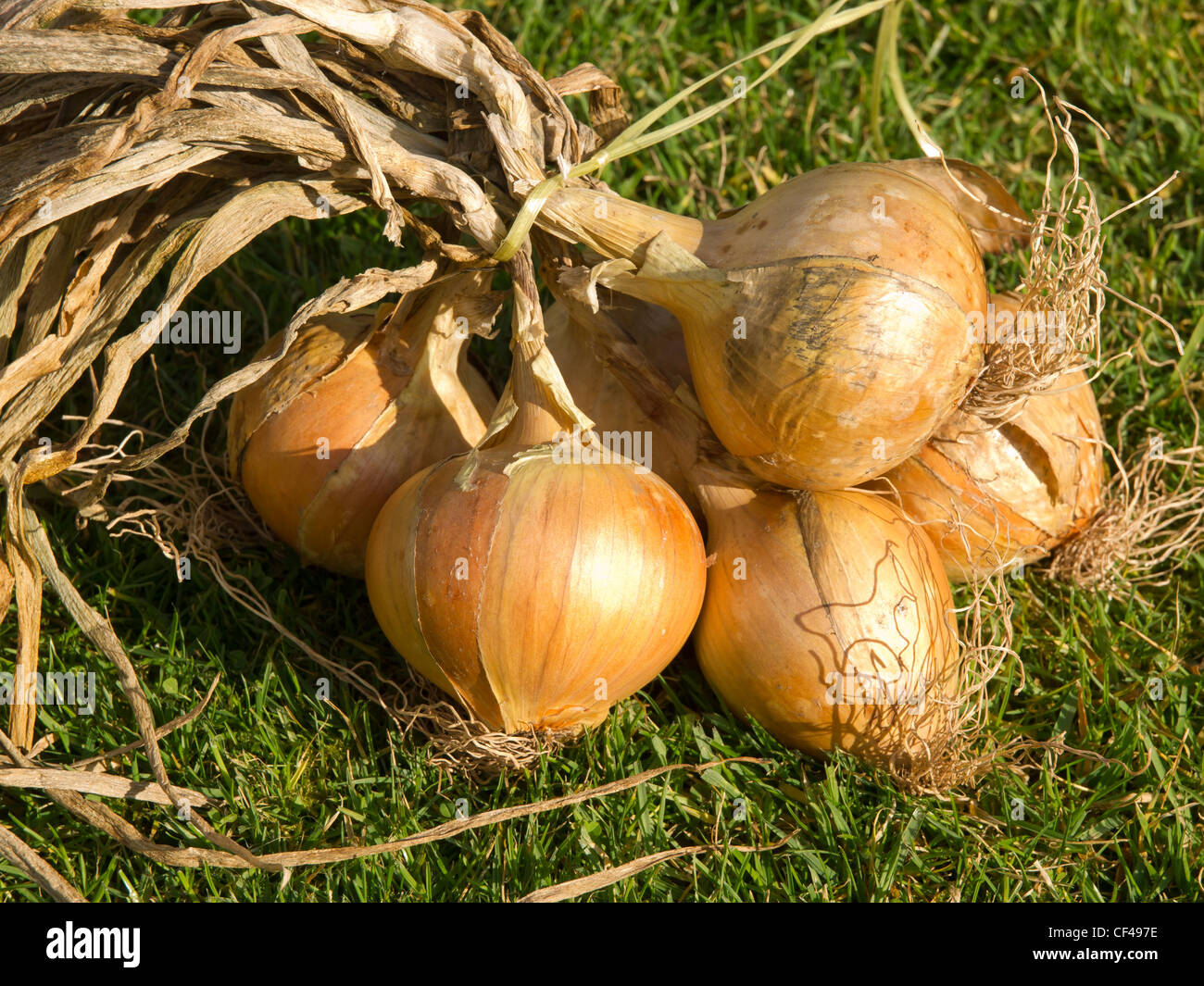 Home grown onions hi-res stock photography and images - Alamy