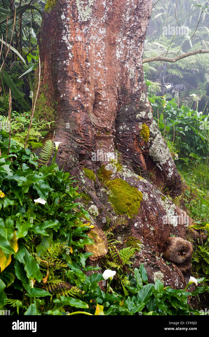 Tree trees st helena hi-res stock photography and images - Alamy