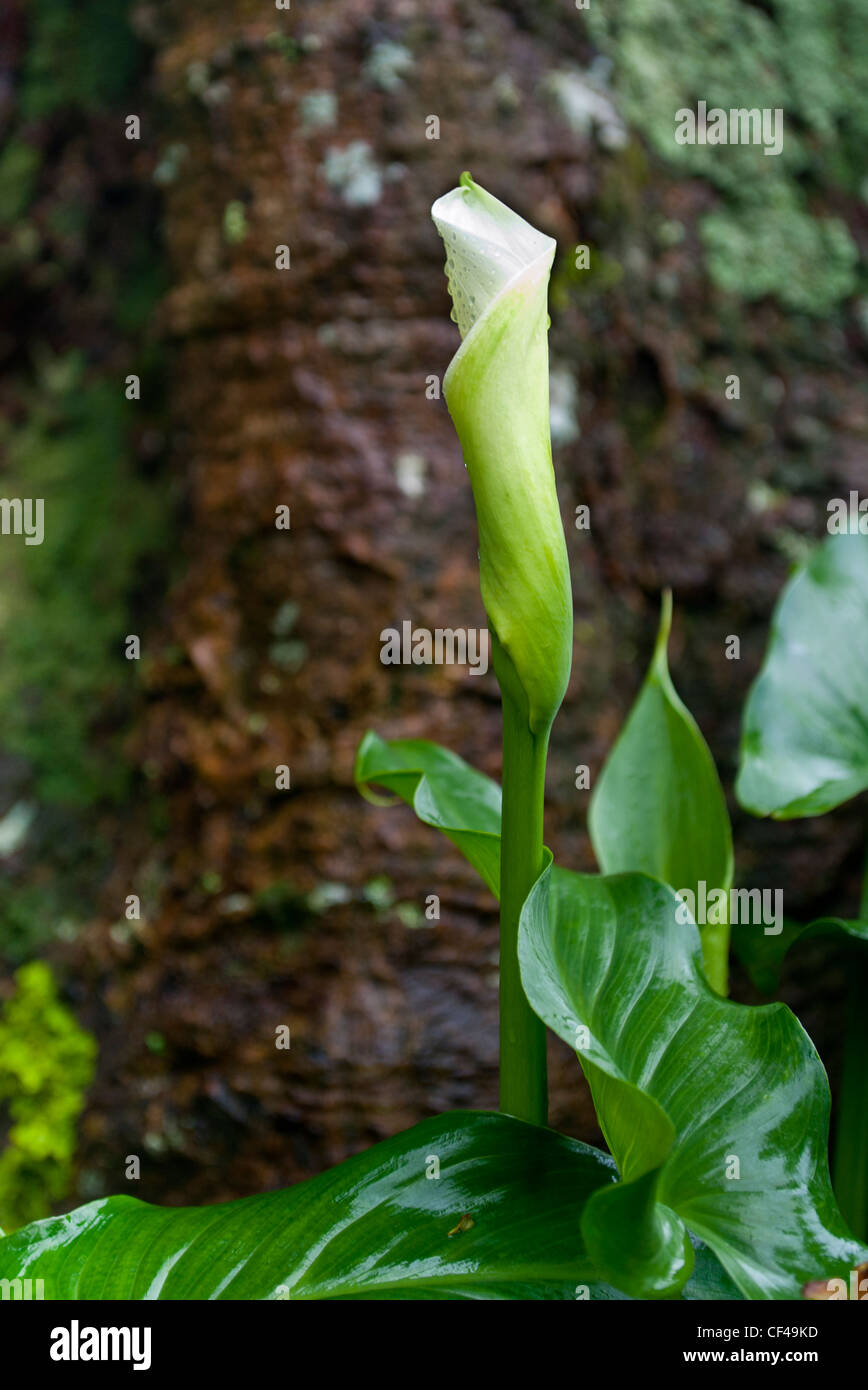 Arum Lily in its natural habitat St Helena Island in the South Atlantic Ocean Stock Photo