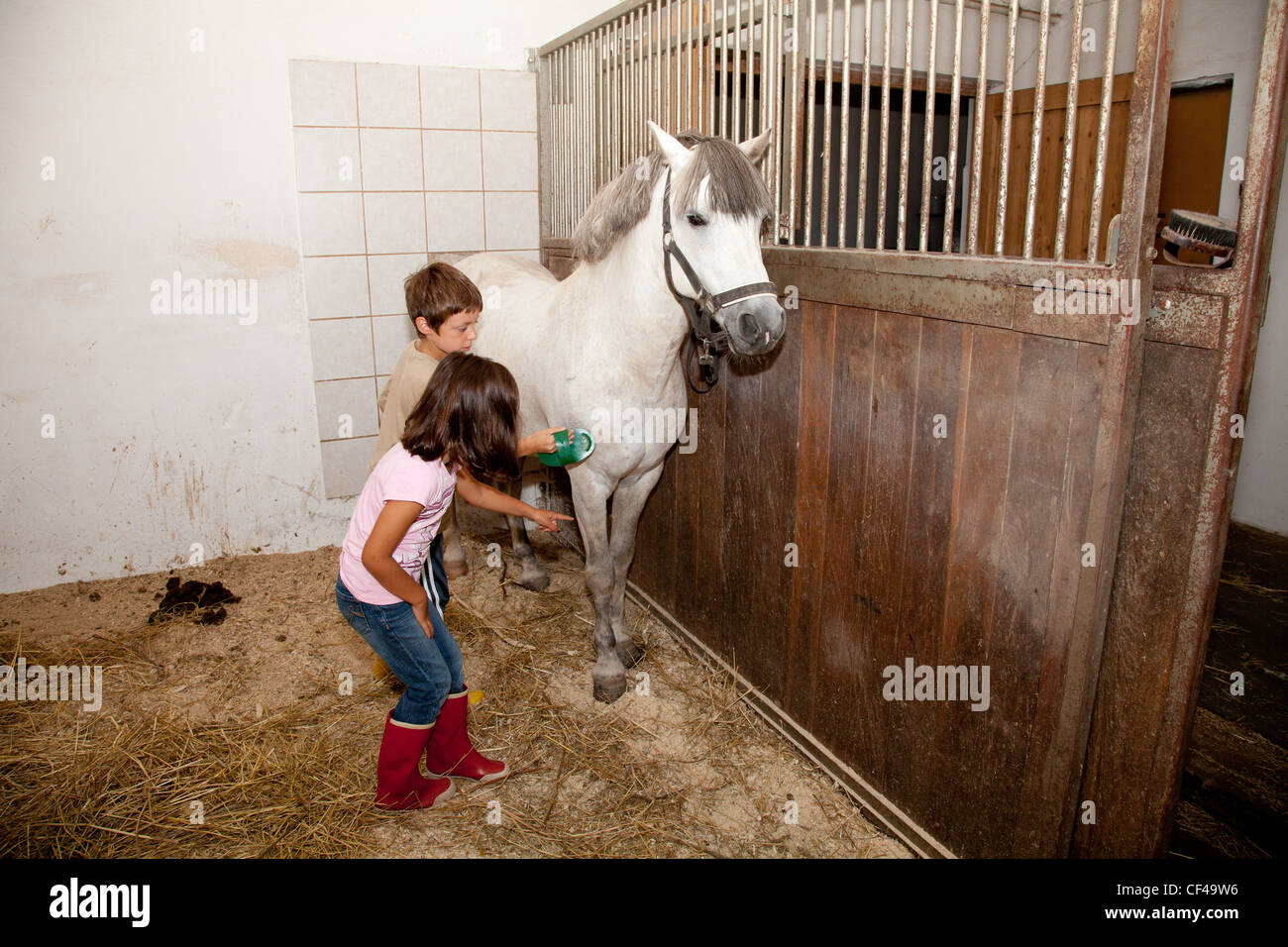 Little kids - boy and girl - grooming, cleaning and taking care of a horse in a horse stall. Stock Photo