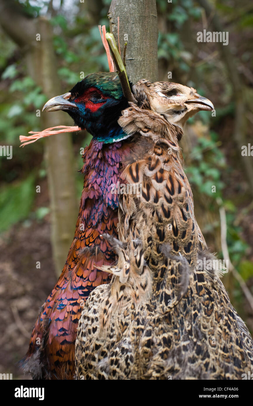 cock dead picture Gay colombus ohio