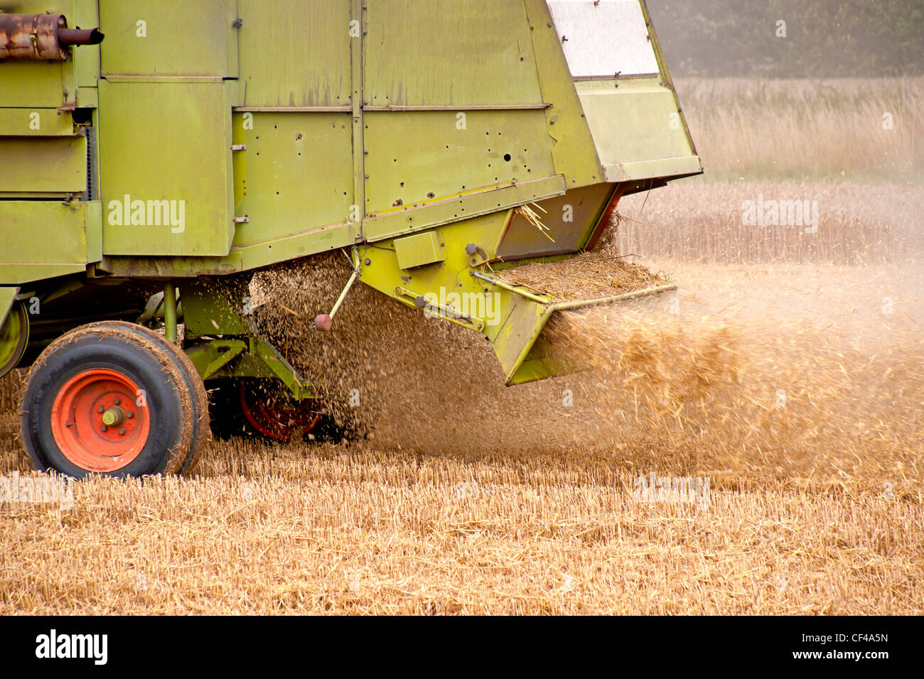 A combine harvester ejects chaff after harvesting the wheat grain. Stock Photo