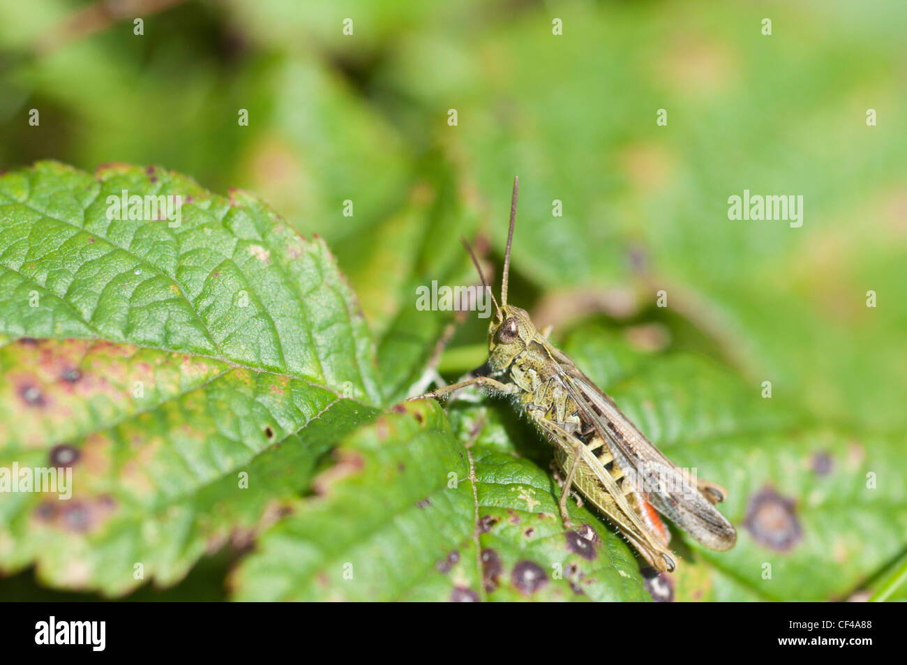 Insect bramble hi-res stock photography and images - Alamy