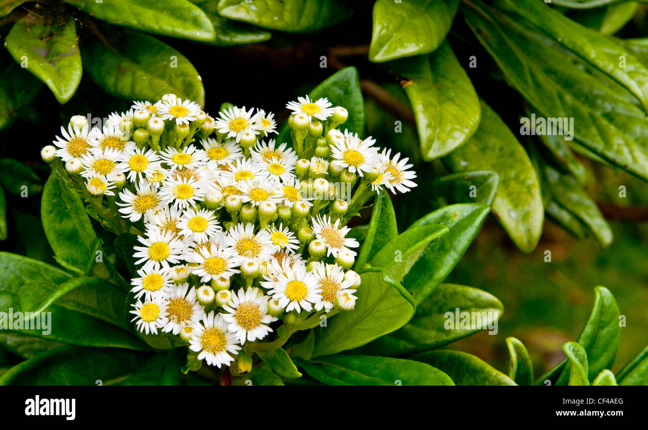 St helena diana's peak hi-res stock photography and images - Alamy