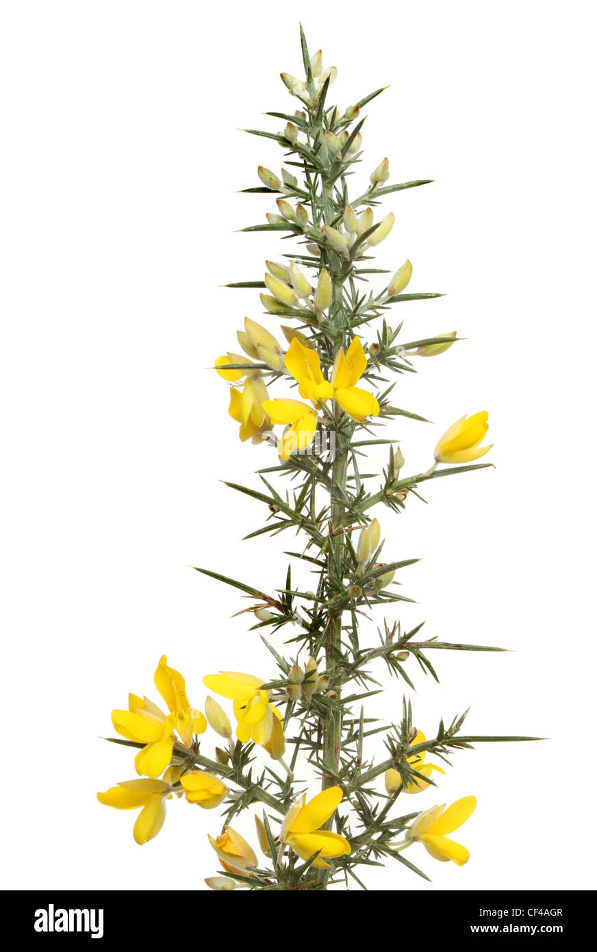 Flowering gorse with yellow flowers and thorny foliage isolated against white Stock Photo