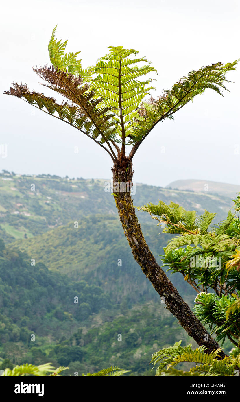 Tree Fern and view from Diana's Peak St Helena Island in the South Atlantic Ocean Stock Photo