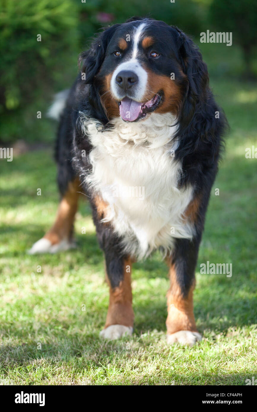 Bernois hi-res stock photography and images - Alamy
