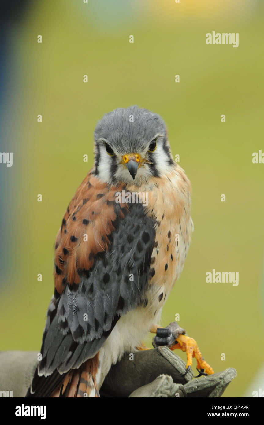 American Kestrel Stock Photo