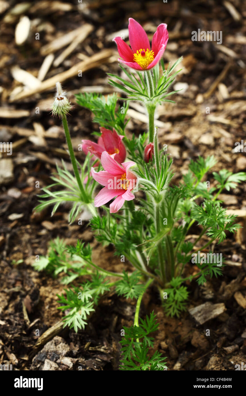 Pink Pulsatilla in the garden Stock Photo
