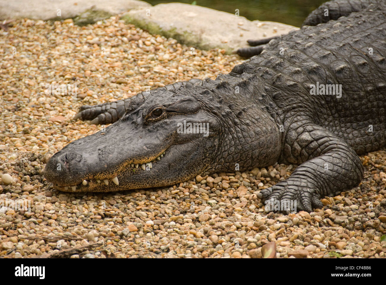 Alligator in Homosassa Springs wild life state park, Florida Stock Photo