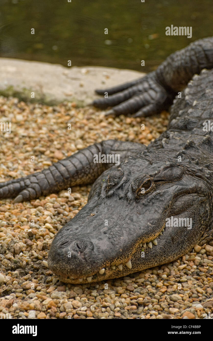 Alligator in Homosassa Springs wild life state park, Florida Stock Photo