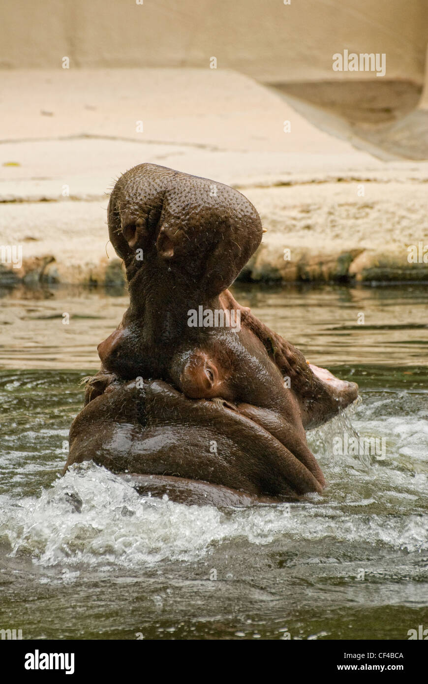Hippopotamus in Homosassa Springs wild life state park, Florida Stock Photo