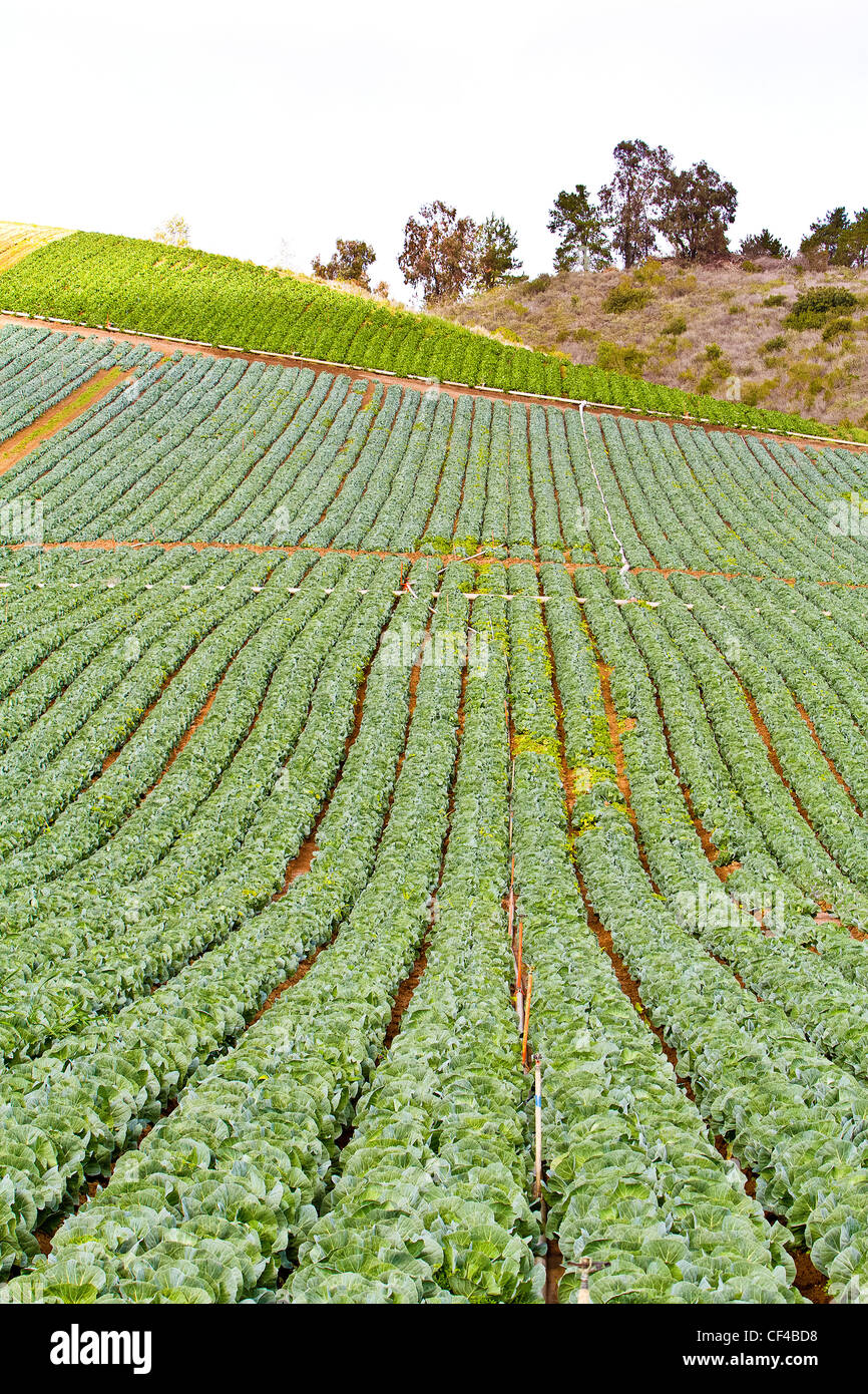 A cabbage field in Camarillo California Stock Photo Alamy