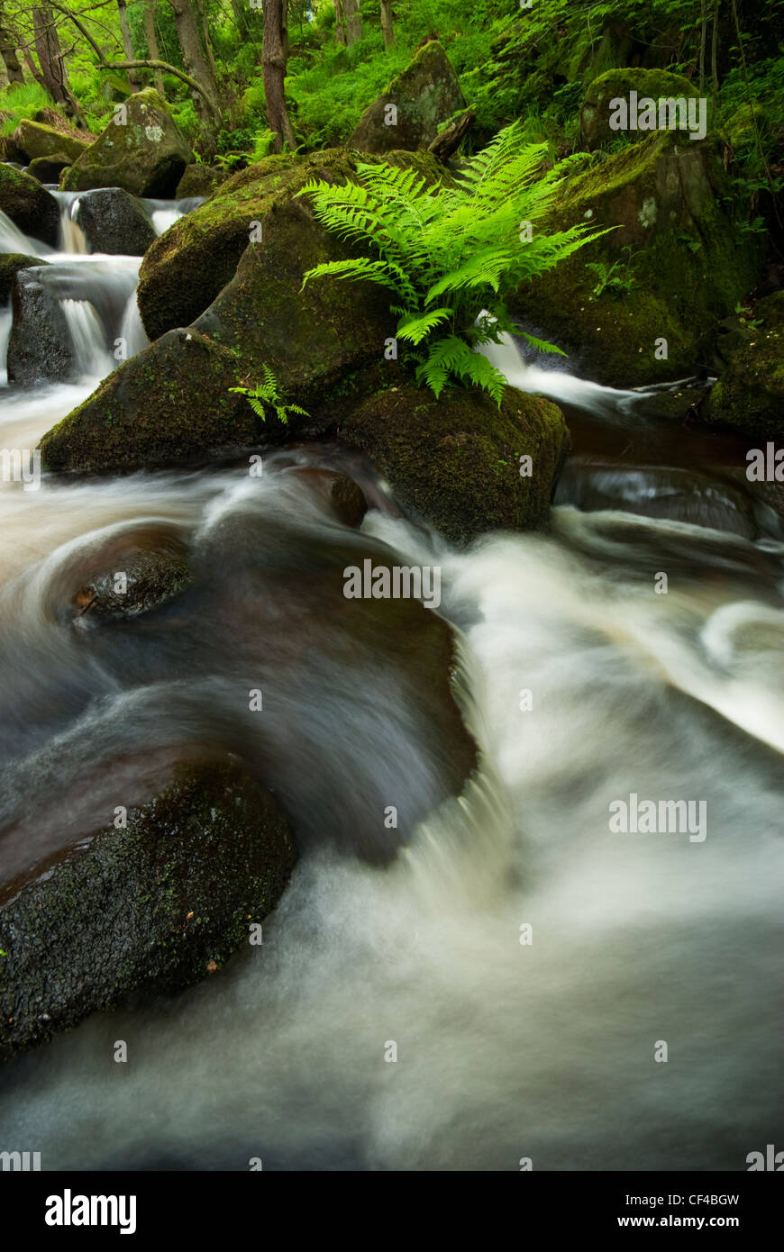 A fern nestled in a rock along a stream in Padley Gorge Stock Photo