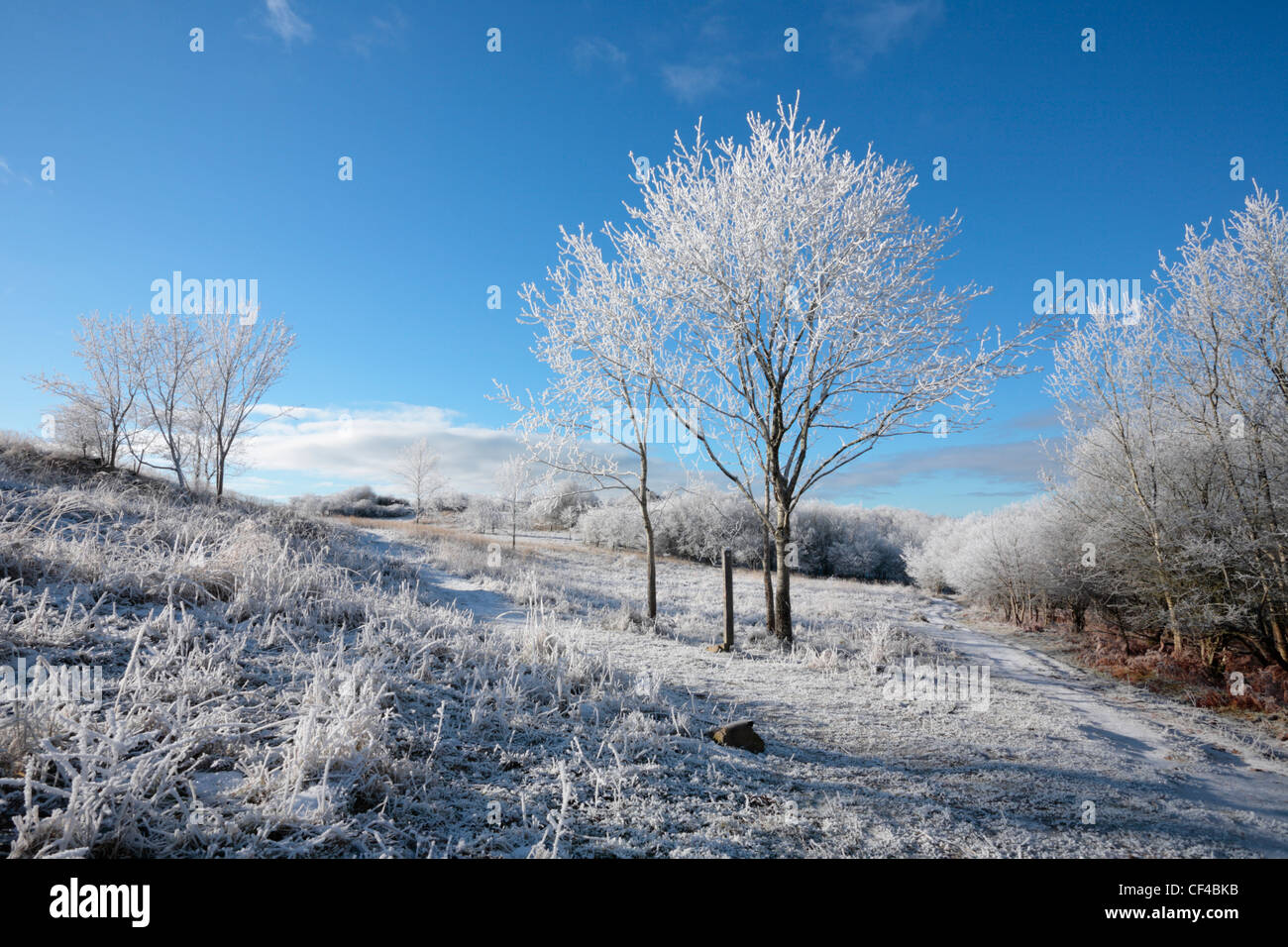 Hoar Frost in the Mendip Hills. Somerset. England. UK. Stock Photo