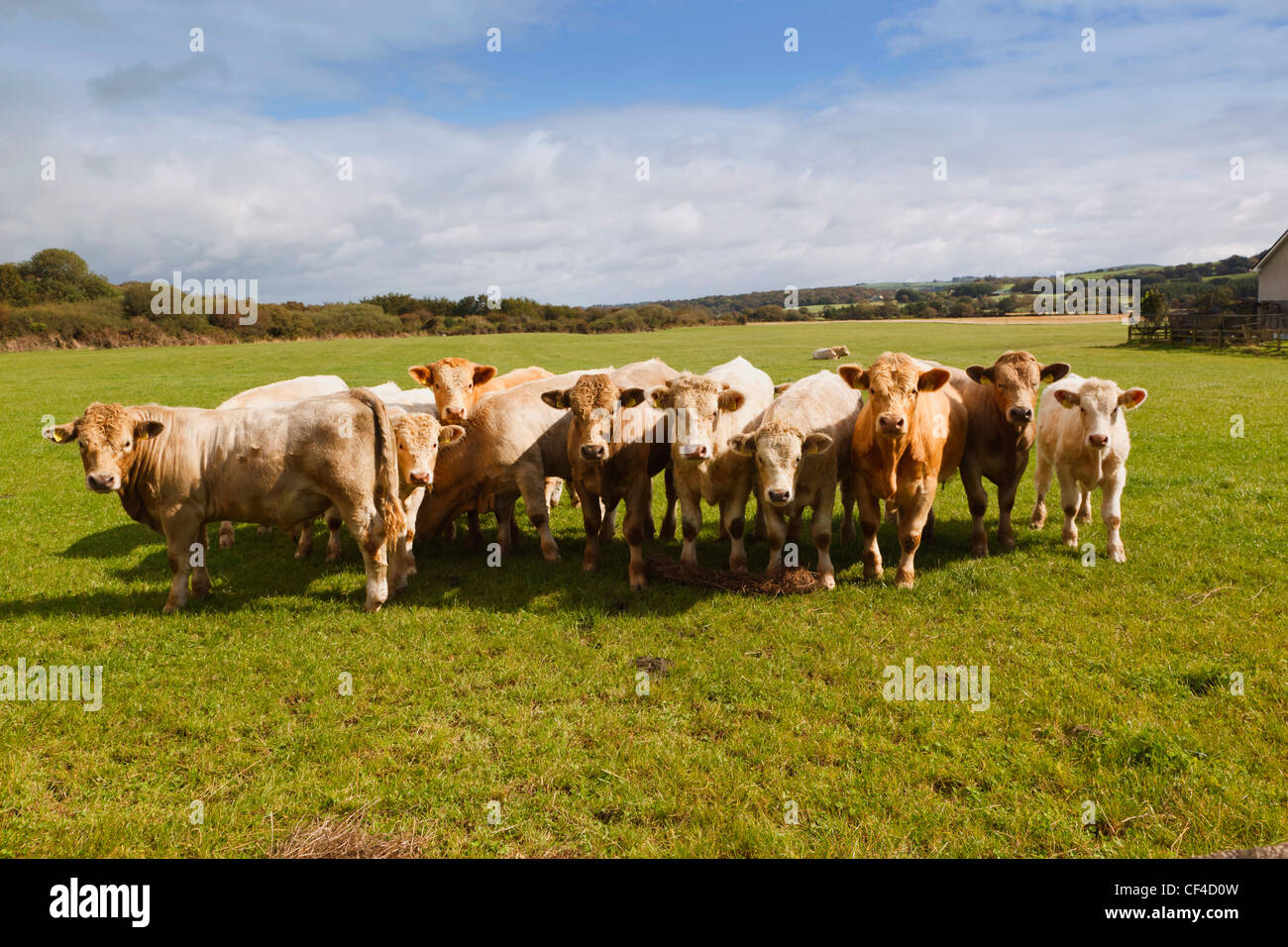 Cattle lined up and staring at camera, near Ballynacarriga, County Cork, Republic of Ireland. Stock Photo