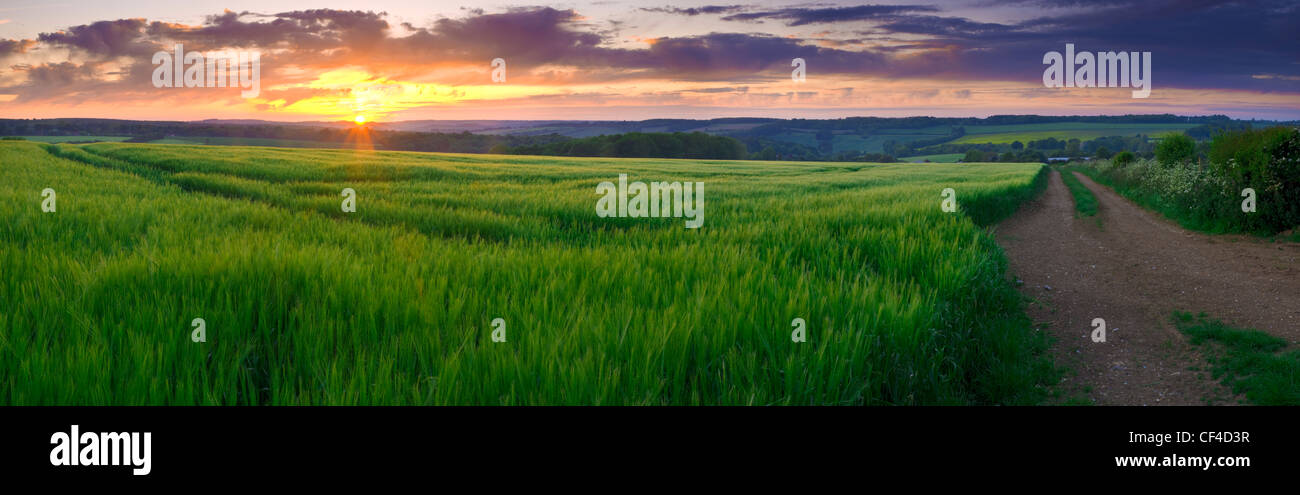 A view of a sunset over a field of barley near Petham Stock Photo