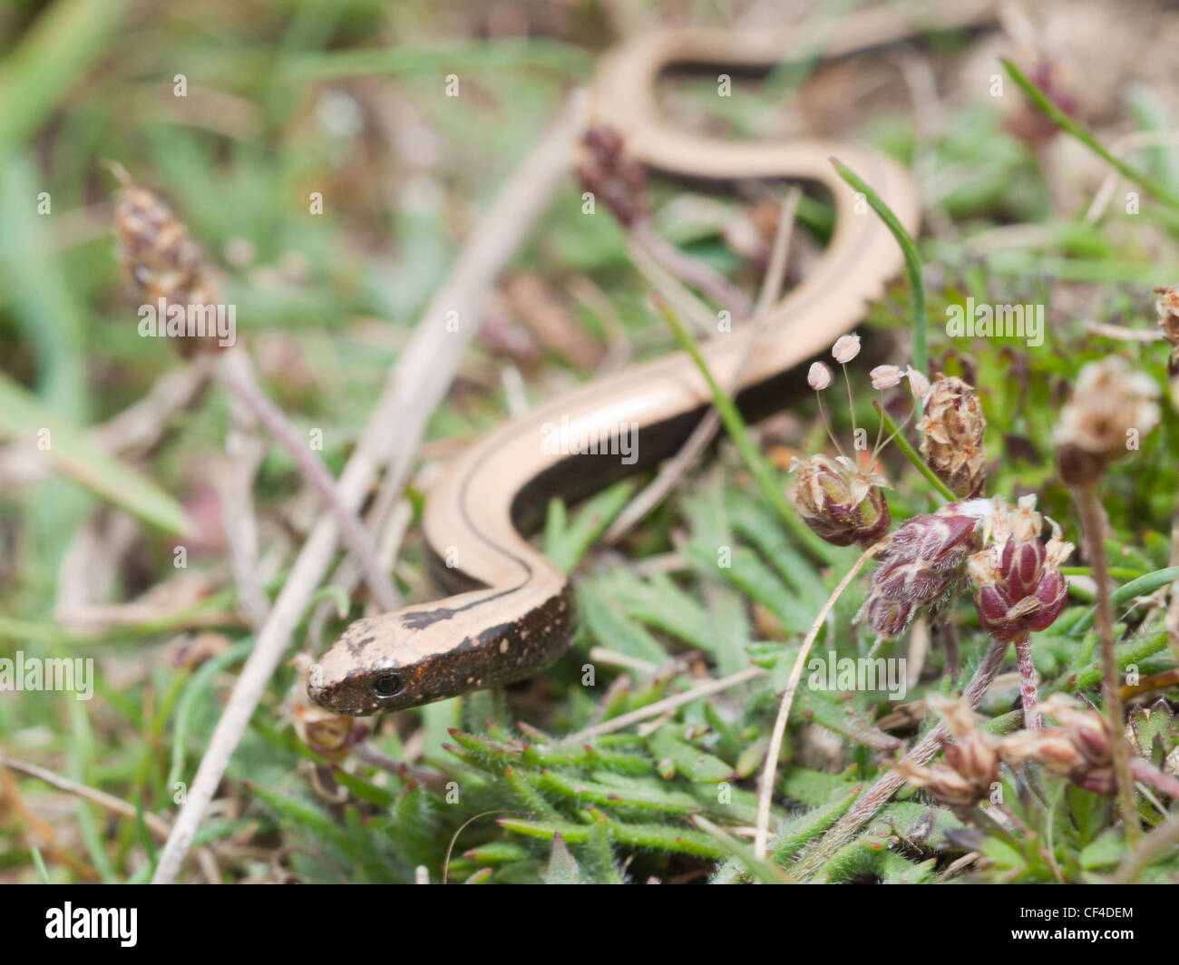 Young slow worm in grassland Stock Photo Alamy