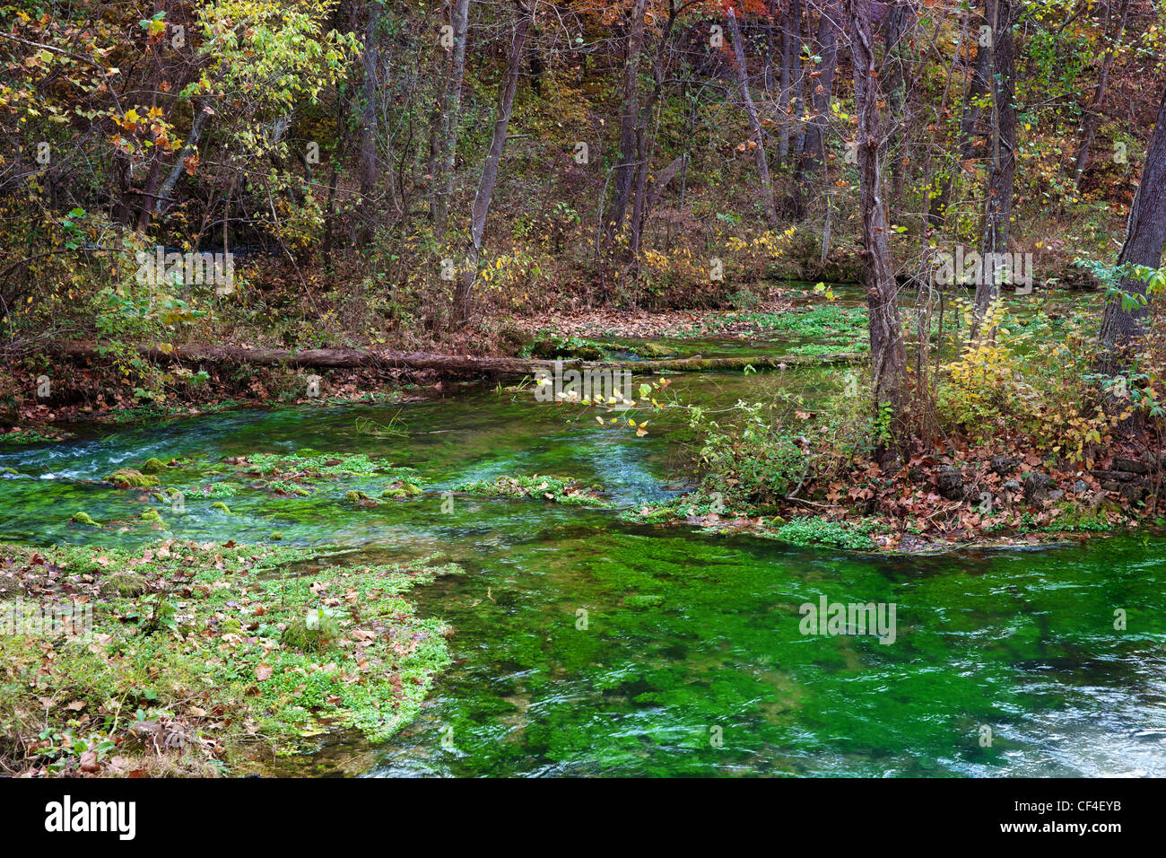 nature of alley spring river in missouri Stock Photo Alamy