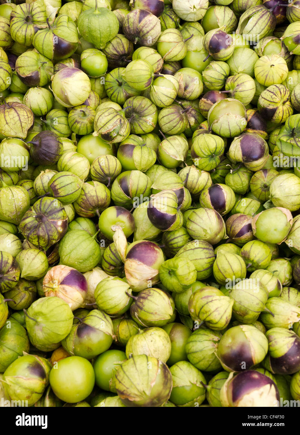 Freshly harvested tomatillos on display at the farmers market Stock Photo