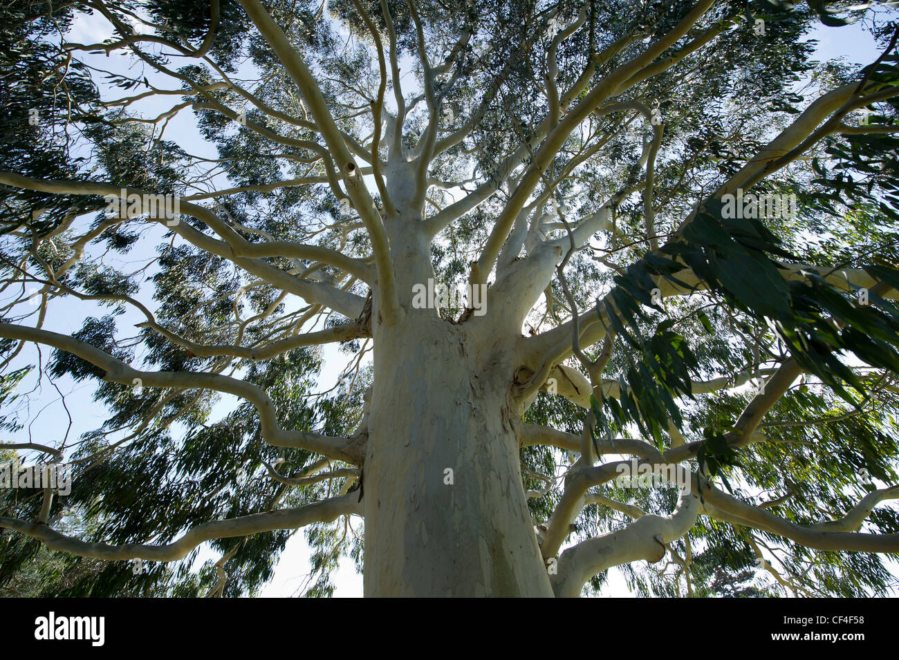 Eucalyptus Tree Garden High Resolution Stock Photography and Images - Alamy