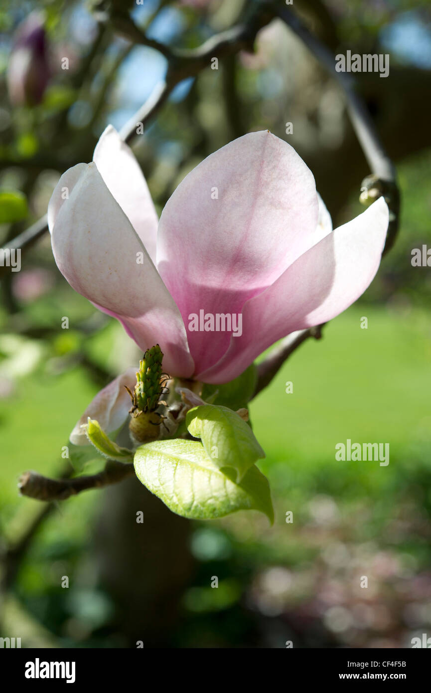 Magnolia flower Stock Photo Alamy