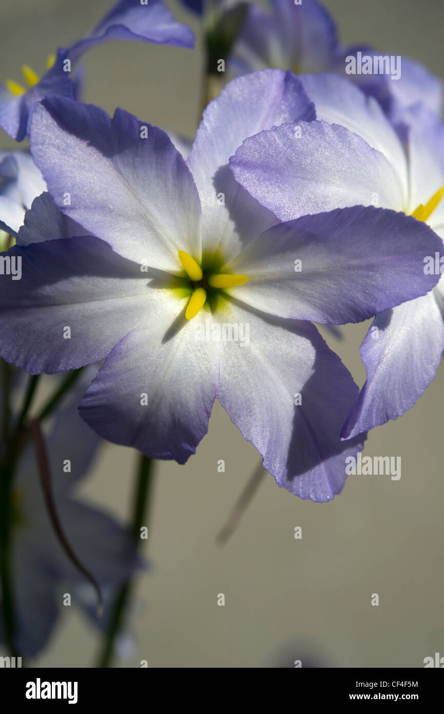 Leucocoryne ixioides flower Stock Photo