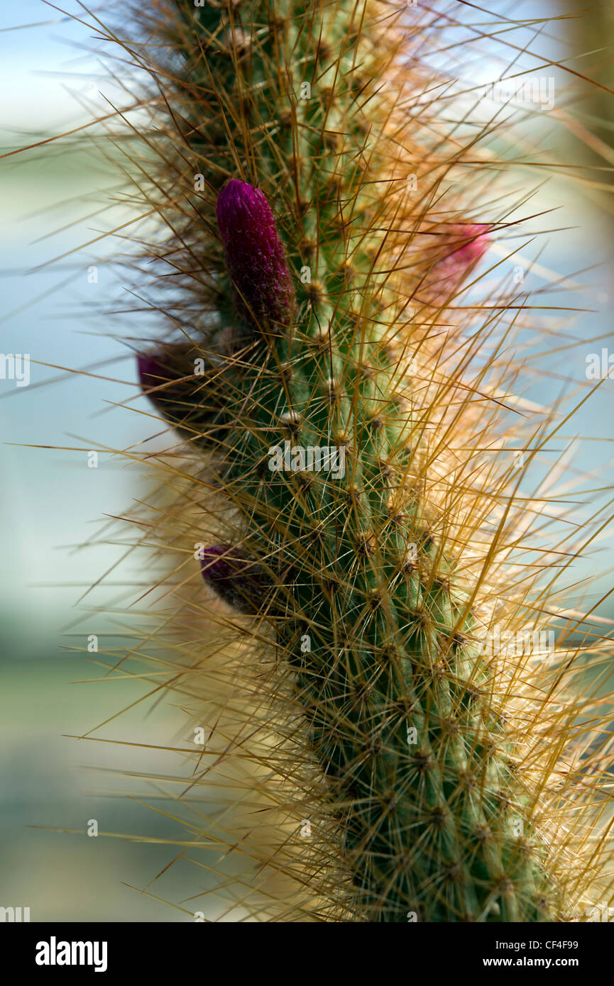 Cleistocactus candelilla hires stock photography and images Alamy