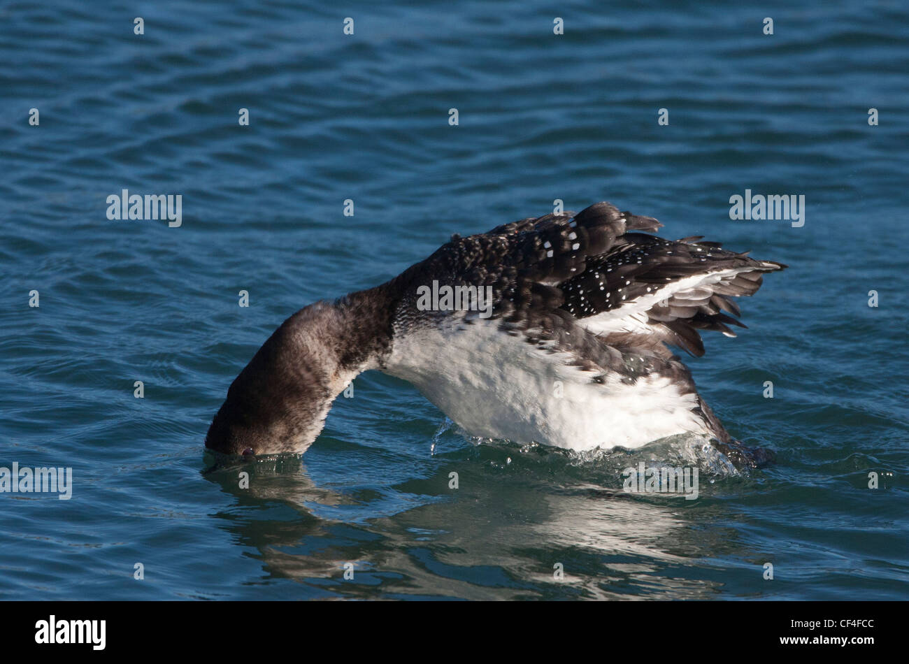 Common Loon Diving Stock Photo Alamy