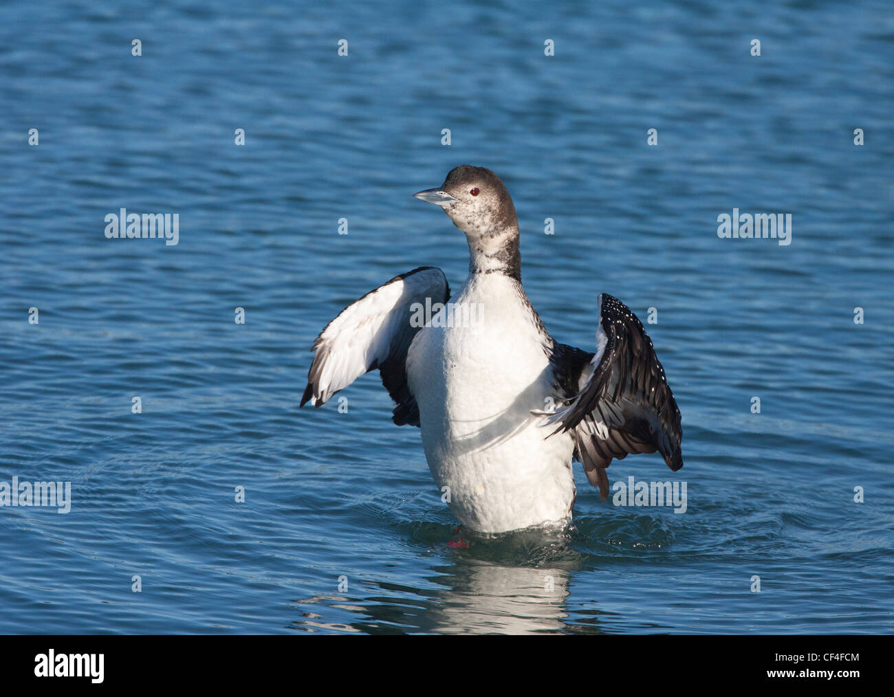 Common Loon Flapping Stock Photo Alamy