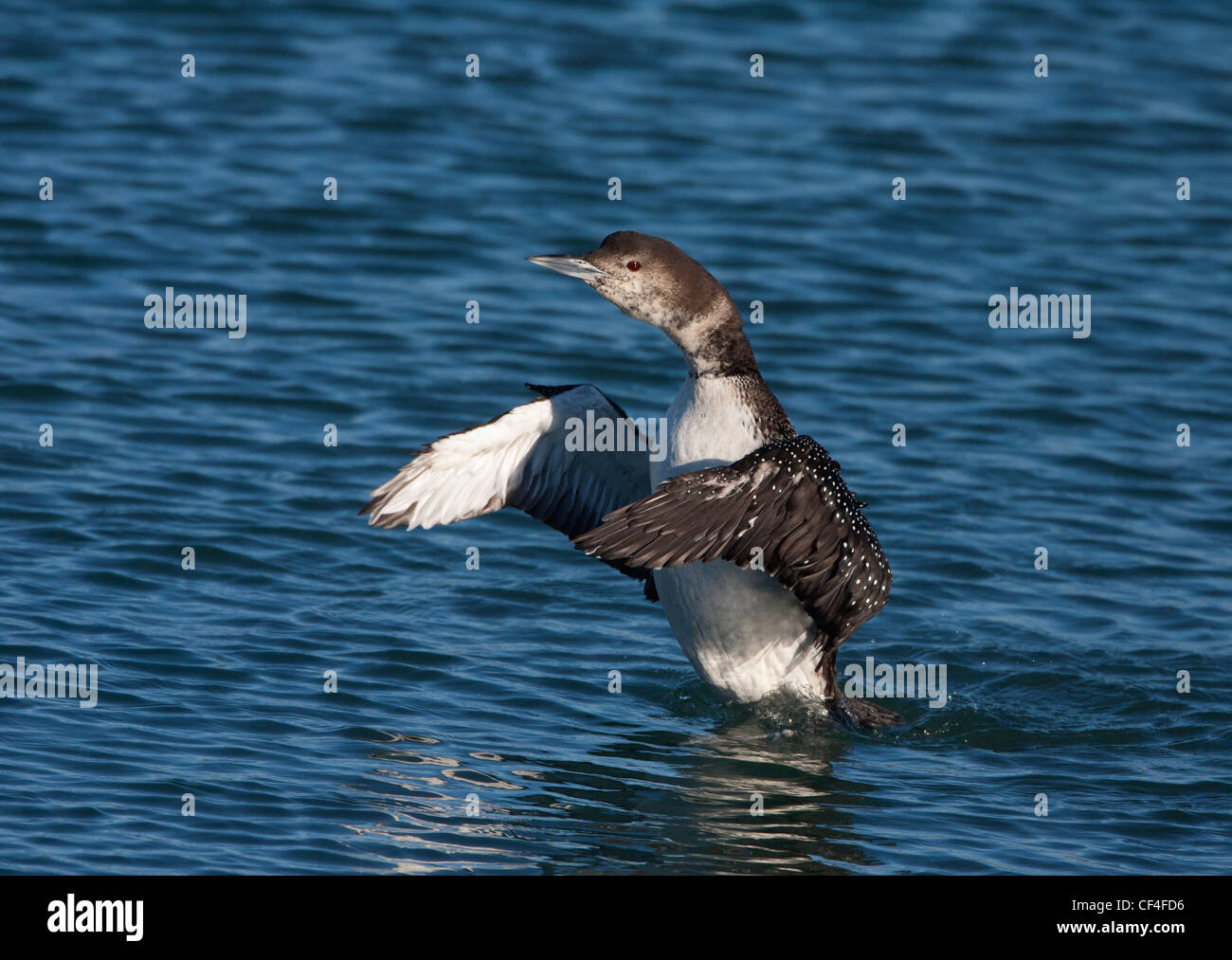 Common Loon Flapping Stock Photo Alamy