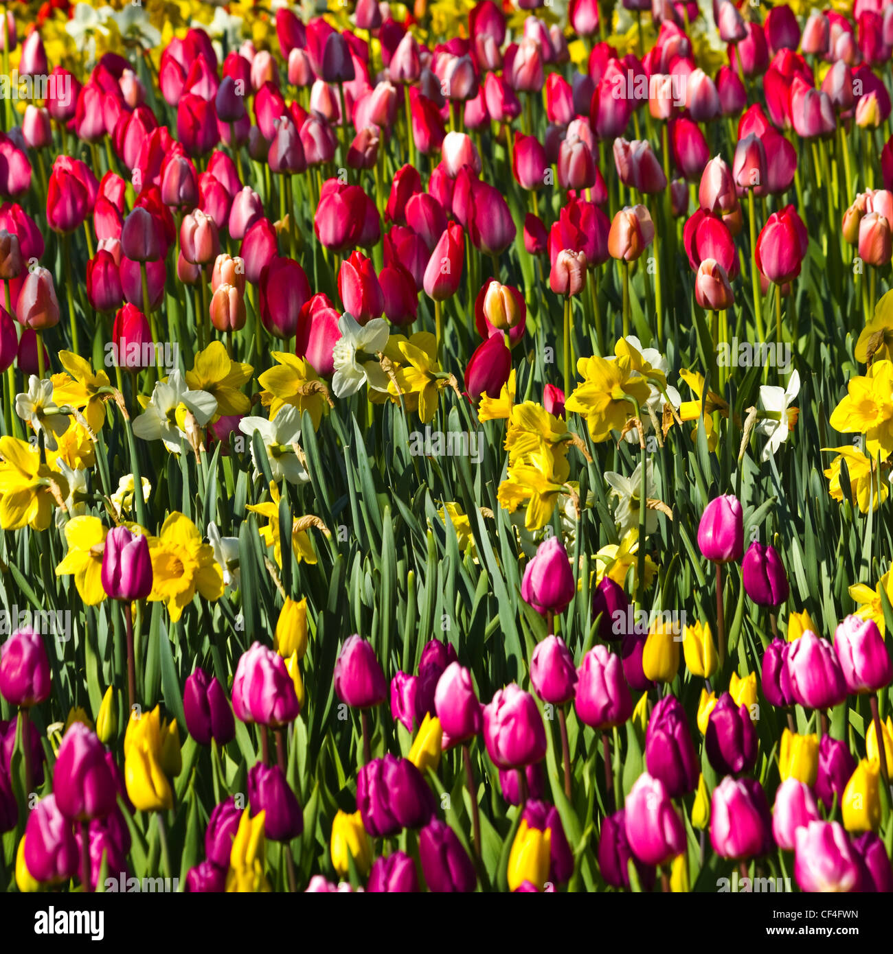 Tulips and daffodils in spring background - square image Stock Photo ...