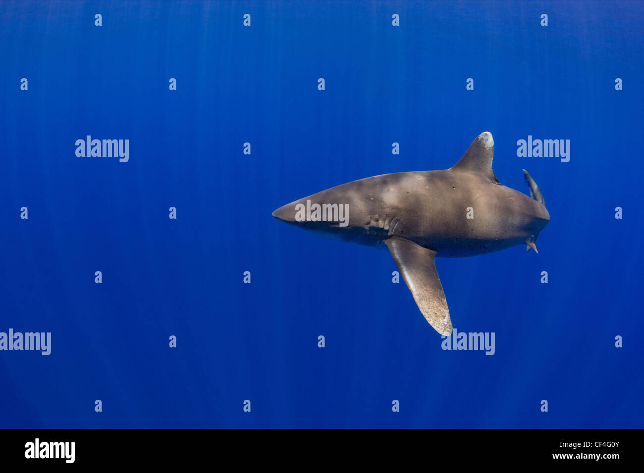 Oceanic whitetip shark mouth open hi-res stock photography and images