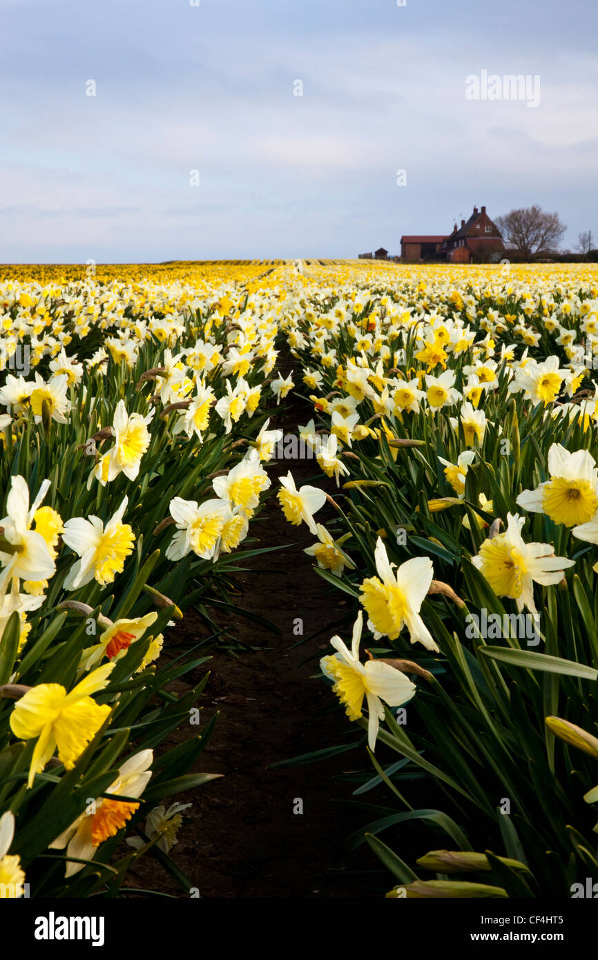 Field Of Daffodils England Stock Photos & Field Of Daffodils England