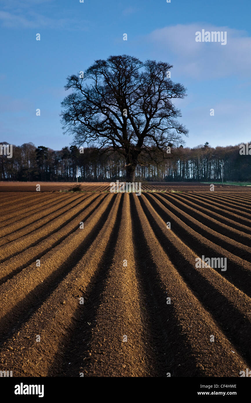 Straight lines in a ploughed field lead up to a single tree. Stock Photo