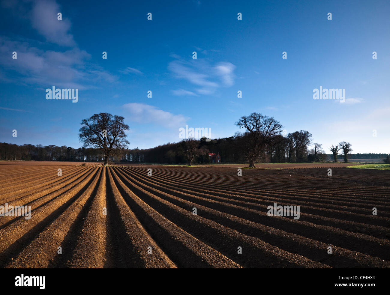 Straight lines in a ploughed field. Stock Photo