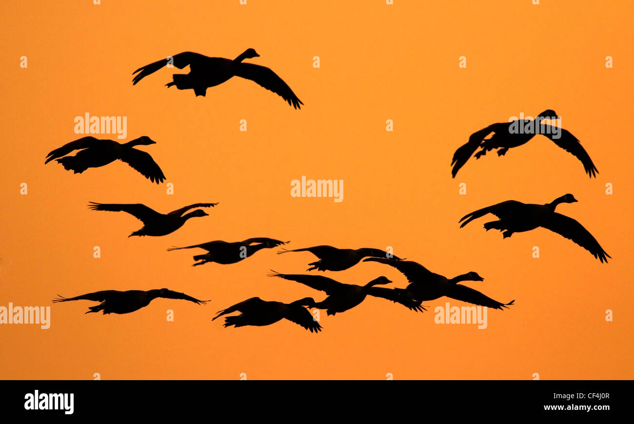 A silhouette of a flock of geese against the evening sky. Stock Photo