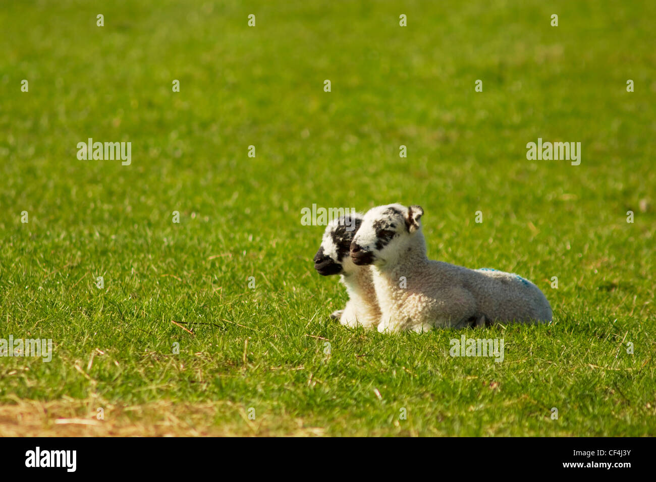 Two newborn lambs in a field Stock Photo - Alamy