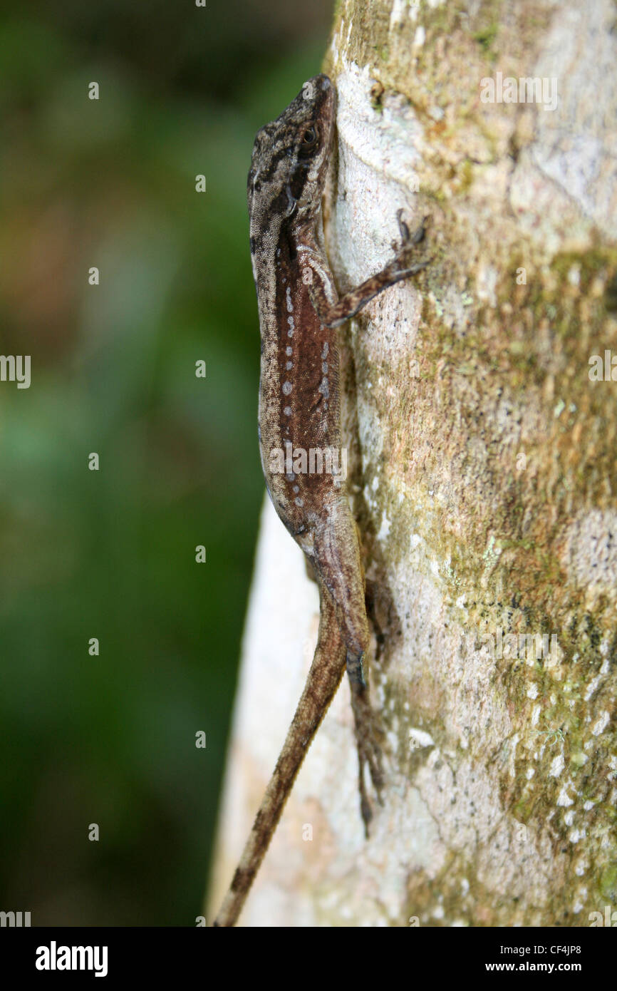 Anole Lizard On A Tree Trunk, Costa rica Stock Photo